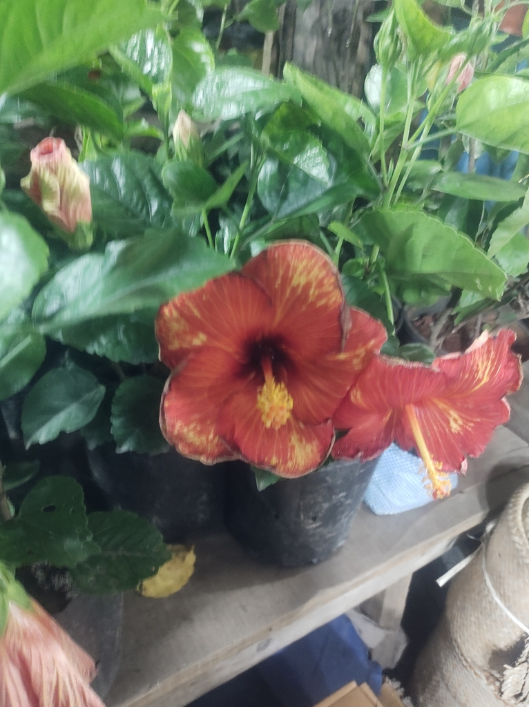Tropaeolum