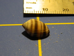 Melampus