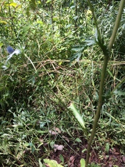 Eryngium beecheyanum