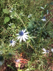 Eryngium beecheyanum