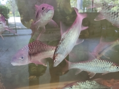 Red Mahseer photo 4