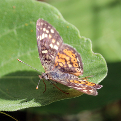 Phyciodes picta