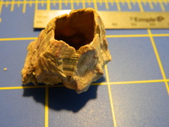 Megabalanus tintinnabulum