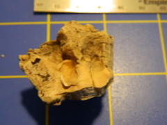 Megabalanus tintinnabulum