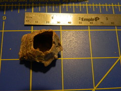 Megabalanus tintinnabulum