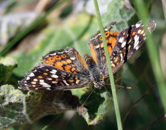 Phyciodes picta