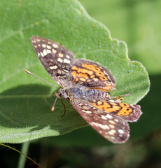 Phyciodes picta