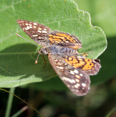 Phyciodes picta