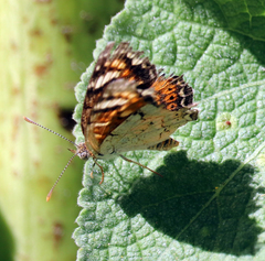 Phyciodes picta
