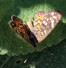 Phyciodes picta