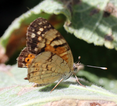 Phyciodes picta