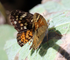 Phyciodes picta