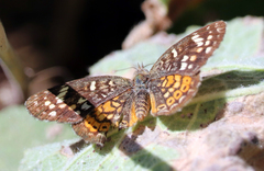 Phyciodes picta