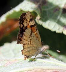 Phyciodes picta