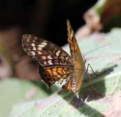 Phyciodes picta