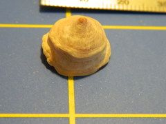 Crucibulum