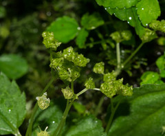 Pilea quercifolia