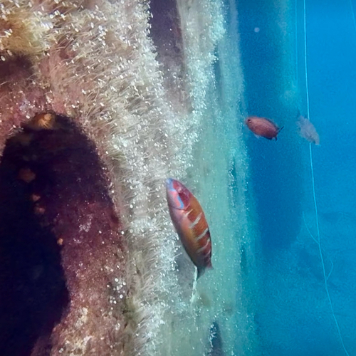 Thalassoma pavo