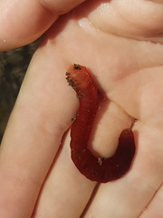 Taeniogyrus dunedinensis