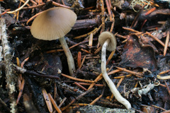 Nitida