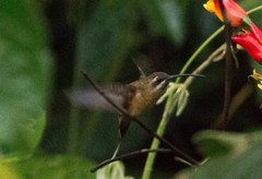 Phaethornis malaris