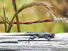 Sceloporus anahuacus