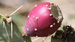 Opuntia dulcis