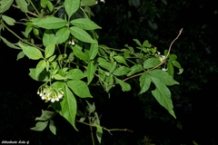 Solanum appendiculatum