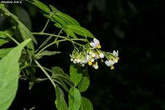 Solanum appendiculatum