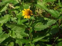 Acmella oppositifolia