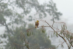 Psarocolius bifasciatus