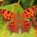 Eastern Comma - Photo (c) Judy Gallagher, some rights reserved (CC BY), uploaded by Judy Gallagher