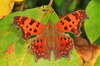 Eastern Comma - Photo (c) Judy Gallagher, some rights reserved (CC BY-SA), uploaded by Judy Gallagher