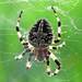 Typical Orbweavers - Photo (c) batfish, some rights reserved (CC BY-NC), uploaded by batfish