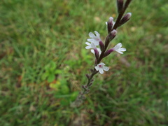 Verbena carnea