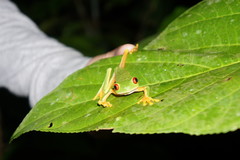 Agalychnis taylori