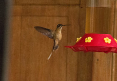 Phaethornis koepckeae