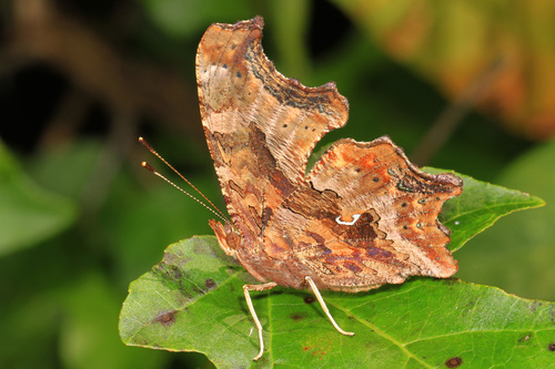 Eastern Comma photo 3