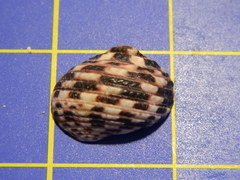 Nerita tessellata