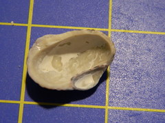Nerita tessellata
