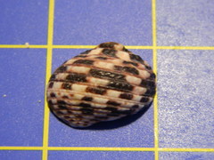 Nerita tessellata