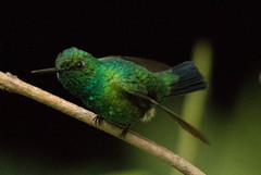 Chlorostilbon mellisugus