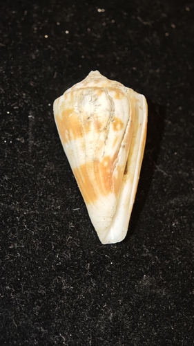 Conus kermadecensis observed 2025-05-28