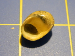 Nerita balteata