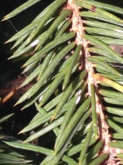 Chionaspis pinifoliae