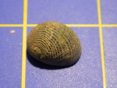 Nerita balteata