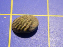 Nerita balteata