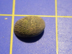 Nerita balteata