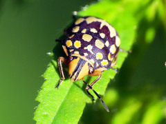 Orsilochides scurrilis