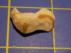 Acanthopleura gemmata